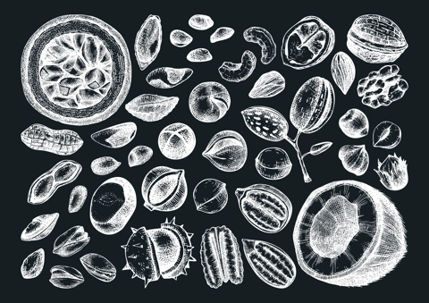 Vector nuts illustrations collection on chalkboard. Hand-drawn pecan, macadamia, pine nuts, walnut, almond, pistachio, chestnut, peanut, Brazil nut, hazelnut. Hand-sketched healthy food drawings